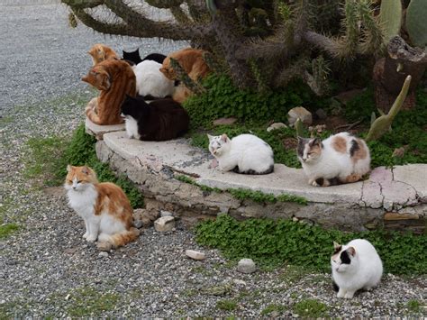 Feral Cat Colony - Our Continental Cat