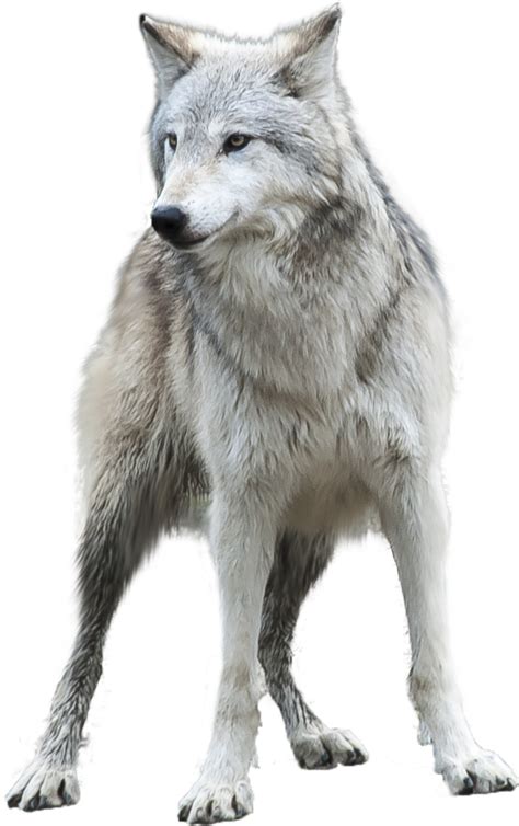 Arctic wolf Desktop Wallpaper Clip art - wolf png download - 708*1127 ...