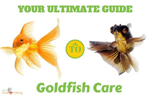 Ultimate guide to goldfish care written around two swimming goldfish on ...