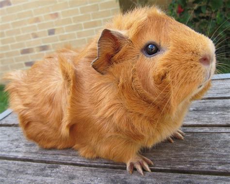 All Things Guinea Pig: Breeds and Varieties