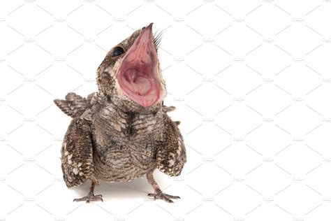 European Nightjar. | Animal Stock Photos ~ Creative Market