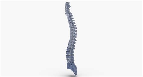 Human spine bones anatomy 3D model - TurboSquid 1607350