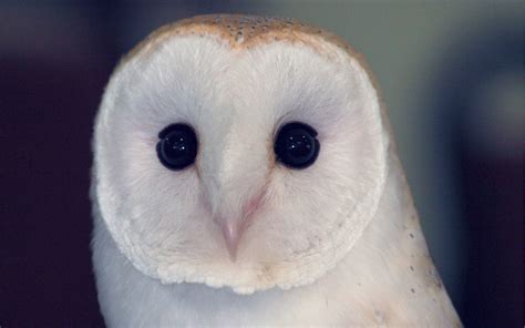 White Owl Wallpaper (65+ images)