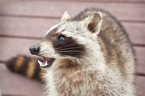 Royalty Free Raccoon Teeth Pictures, Images and Stock Photos - iStock