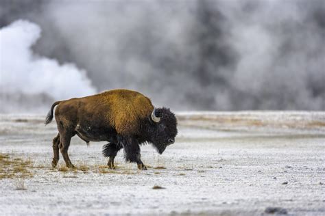 Yellowstone Bison Attack Almost Ends Badly for Campers - Drivin' & Vibin'