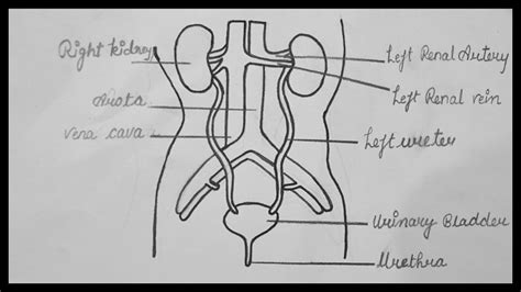 Simple Diagram Excretory System