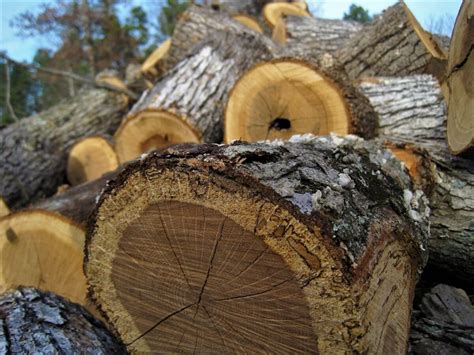 Free Firewood: 8 Places to Find It Near You • Insteading