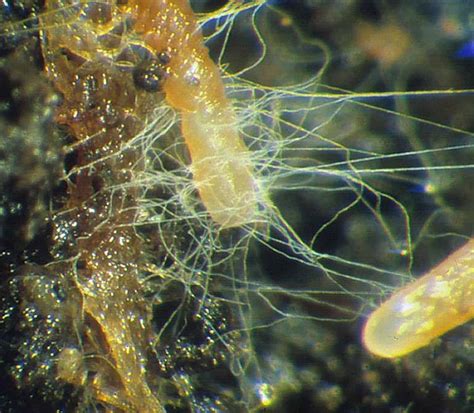 What are Mycorrhizal fungi?