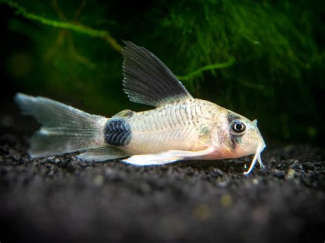 Longfin Panda Cory Catfish (Corydoras panda), Tank-Bred - Aquatic Arts ...