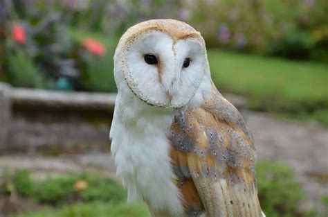 The Best Design for Barn Owl Nesting Boxes - Size, Shape and Style