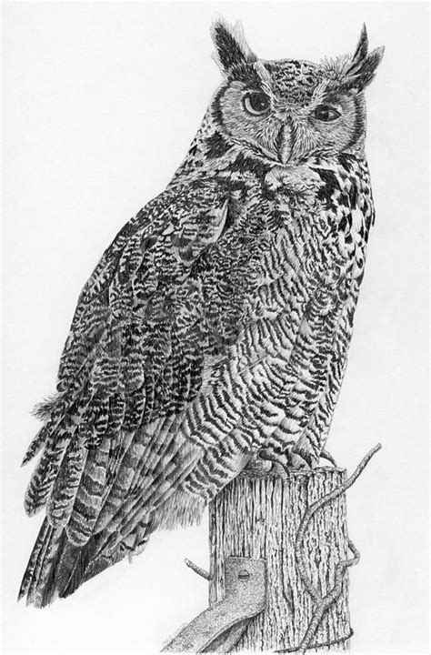 Great Horned Owl Drawing by Craig Carlson - Fine Art America