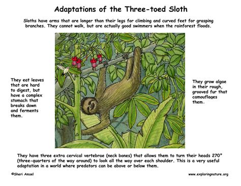 Adaptations of the Three-toed Sloth