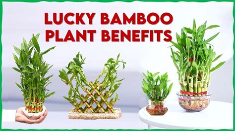 Lucky Bamboo Plant Benefits