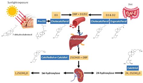 Metabolites | Free Full-Text | Vitamin D Sources, Metabolism, and ...