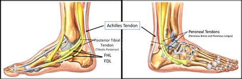 Peroneal Tendons