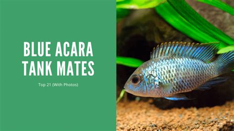 21 Great Blue Acara Tank Mates (With Pictures) - AquariumStoreDepot