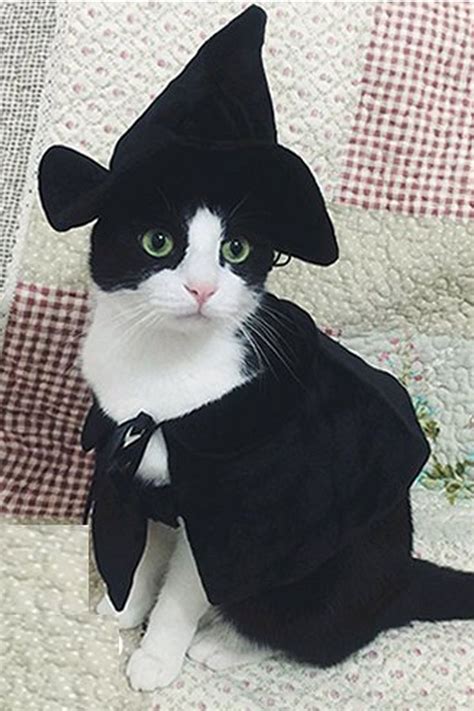 44 Ways to Get Your Feline Friend Ready for Halloween | Pet halloween ...