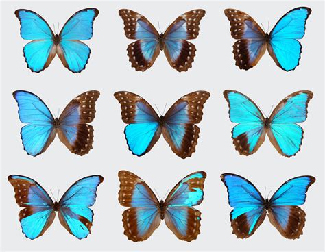 The Curious Case Of The Blue Morpho Butterflies