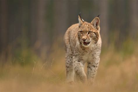 Eurasian Lynx - Wildlife Explained