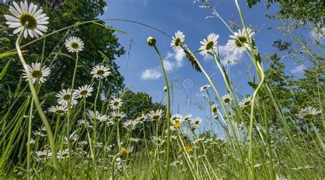 Daisy flower in the garden stock image. Image of florist - 149372753