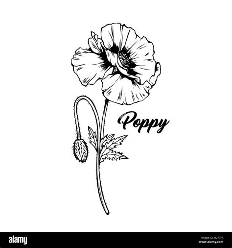 Poppy flower hand drawn vector illustration. Summer blooming honey ...