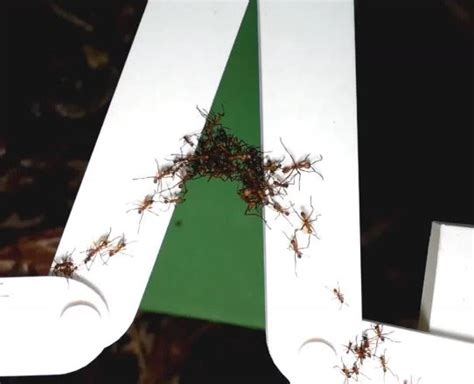 Army ants make complex bridges with their own bodies in tropical ...