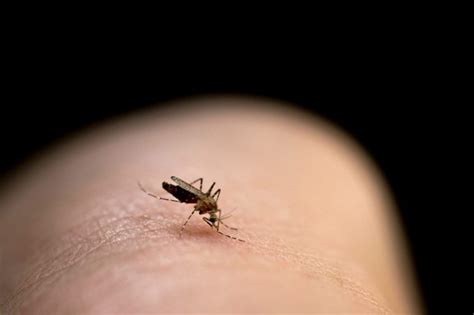 The Weird Reason Your Mosquito Bites Itch for So Long | The Healthy