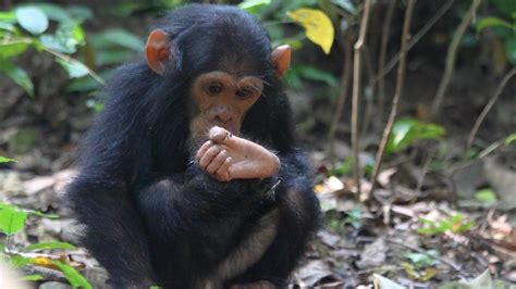 Being human: Big toe clung on longest to primate origins - BBC News