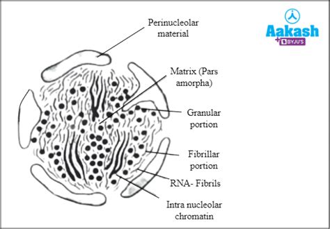 Nucleolus: Definition, Structure, Function & Nucleus | AESL