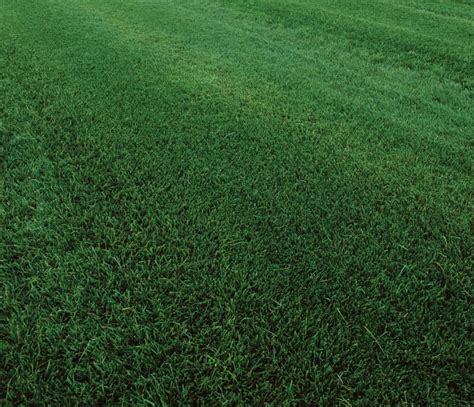 Bermudagrass vs. Tall Fescue: Differences Between These Turf Types ...