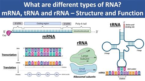 mRNA, tRNA and rRNA | Structure and Function | What are different types ...