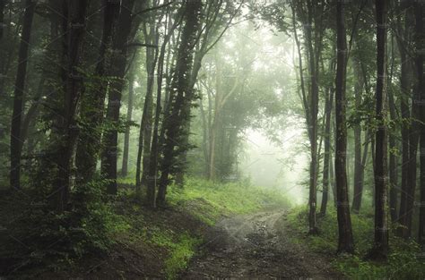 Road through enchanted foggy forest | Nature Stock Photos ~ Creative Market