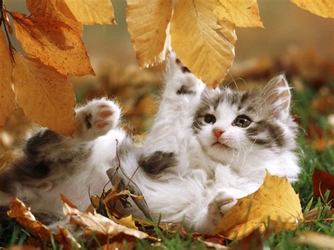 Thanksgiving Kitten Wallpapers - Wallpaper Cave