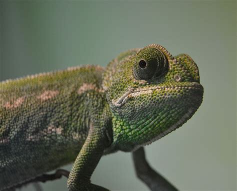 Common Chameleon - December 2014 - ZooChat