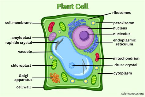 Plant Cell Diagram: Understanding the Intricacies of Plant Cells - De ...