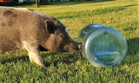 DIY Food Dispenser Mini Pig Enrichment For Meals & Treats