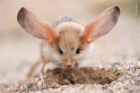 Long-eared Jerboa, in the Mongolian part of the Gobi desert. Photo by ...