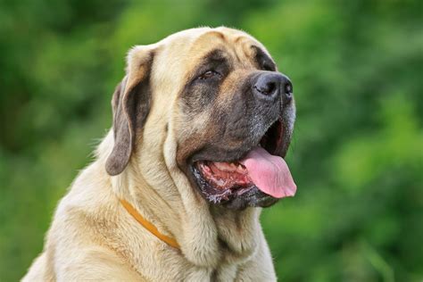 Mastiff | Description, Size, & Facts | Britannica