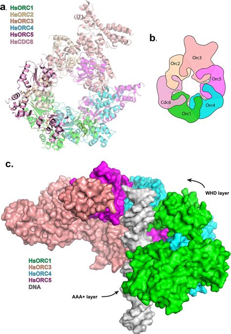 First steps in human DNA replication dance captured at atomic resolution