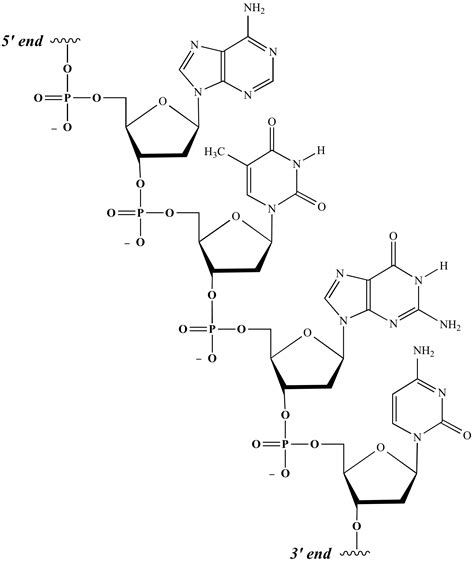 Illustrated Glossary of Organic Chemistry - Deoxyribonucleic acid