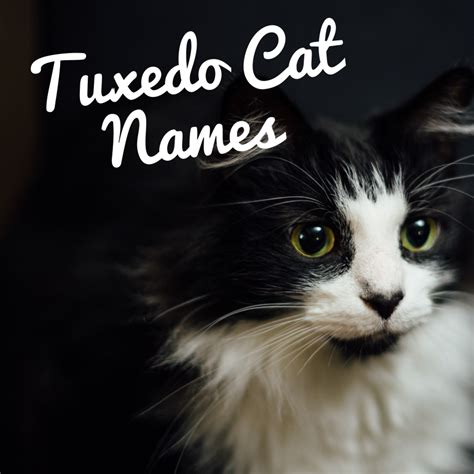 120+ Best Names for Black and White Tuxedo Cats | PetHelpful