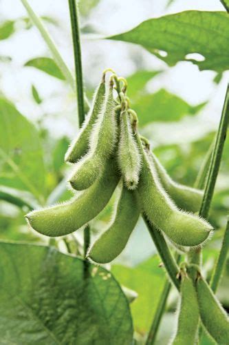 soybean | Description, Products, & Facts | Britannica