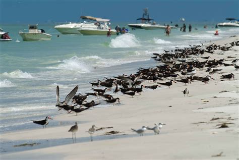 Free picture: variety, shorebirds