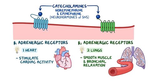 Class II Antidysrhythmic Therapy (Beta Blockers) - Osmosis Video Library