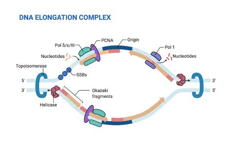 DNA Replisome (Eukaryotic Replication) | BioRender Science Templates