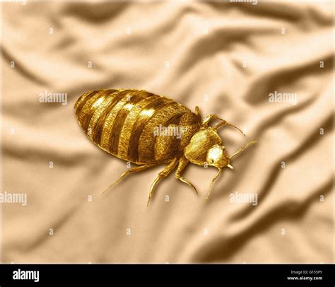 Bed bugs color hi-res stock photography and images - Alamy