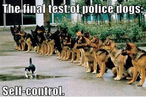 The Final Test For Police Dogs – Dog Humor