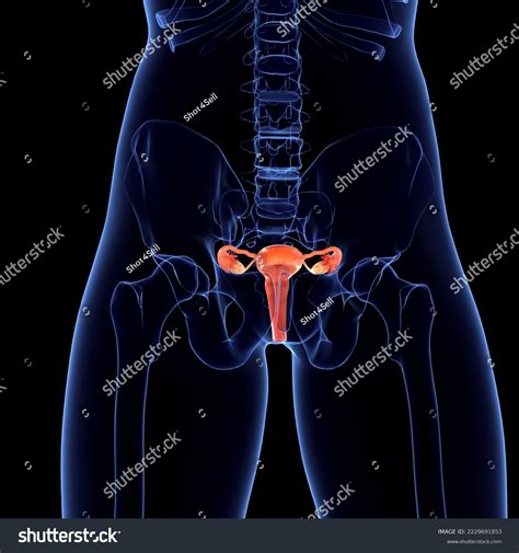 Female Ovary Anatomy 3d Illustration Stock Illustration 2229691853 ...