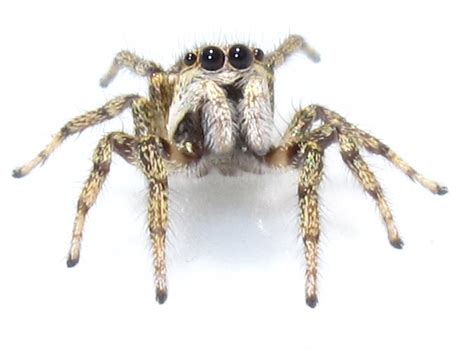 BugBlog: Salticidae: Jumping spiders