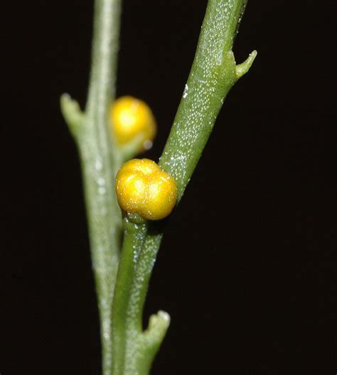 Psilotum nudum (Psilotaceae) image 10016 at